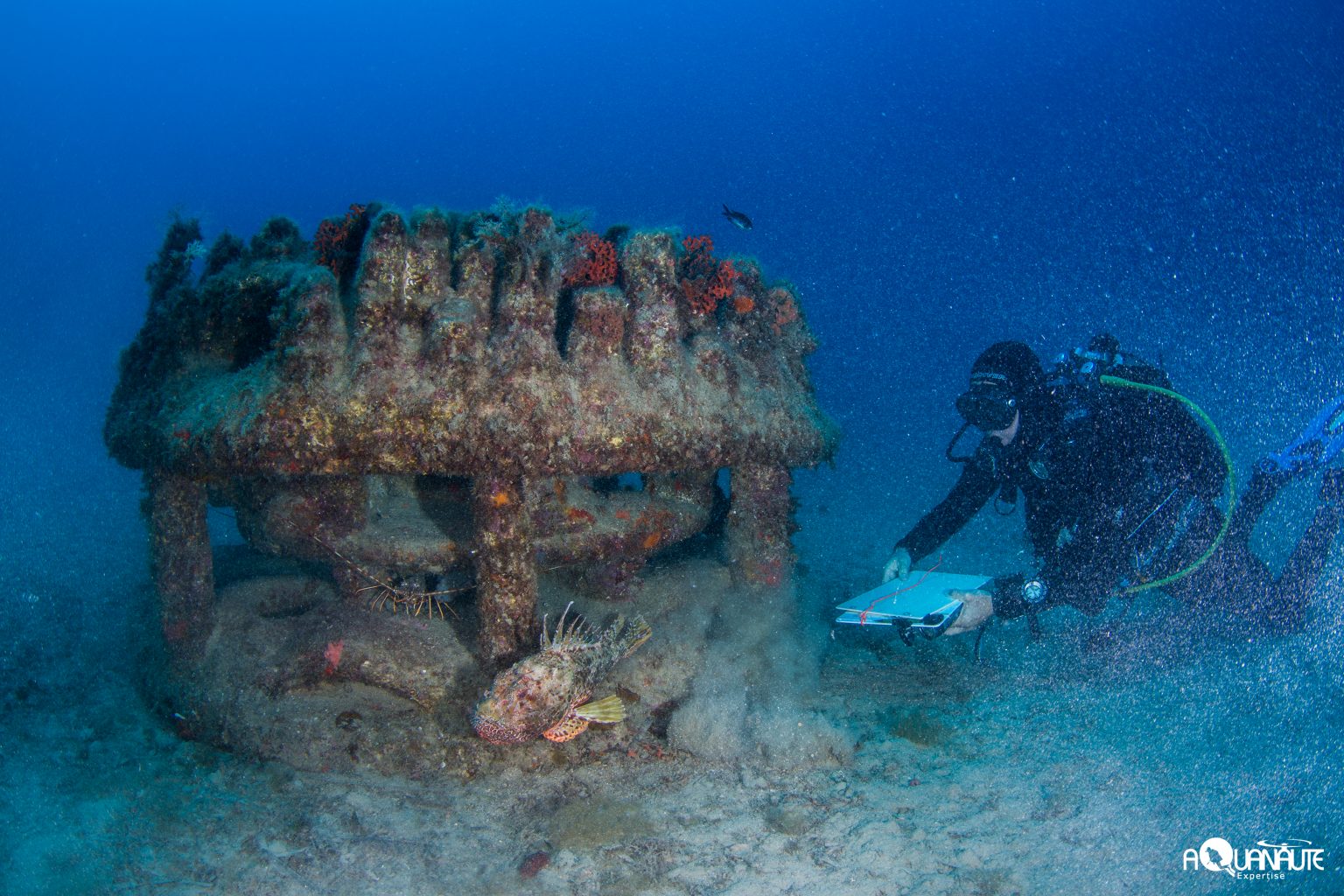 Suivi 2021 des peuplements de poissons sur les récifs 3D de Monaco