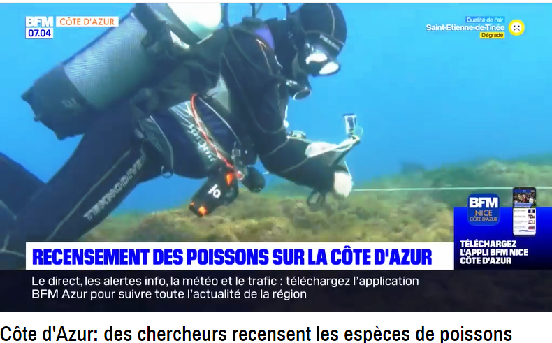 BFM Côte d’Azur: des chercheurs recensent les espèces de poissons
