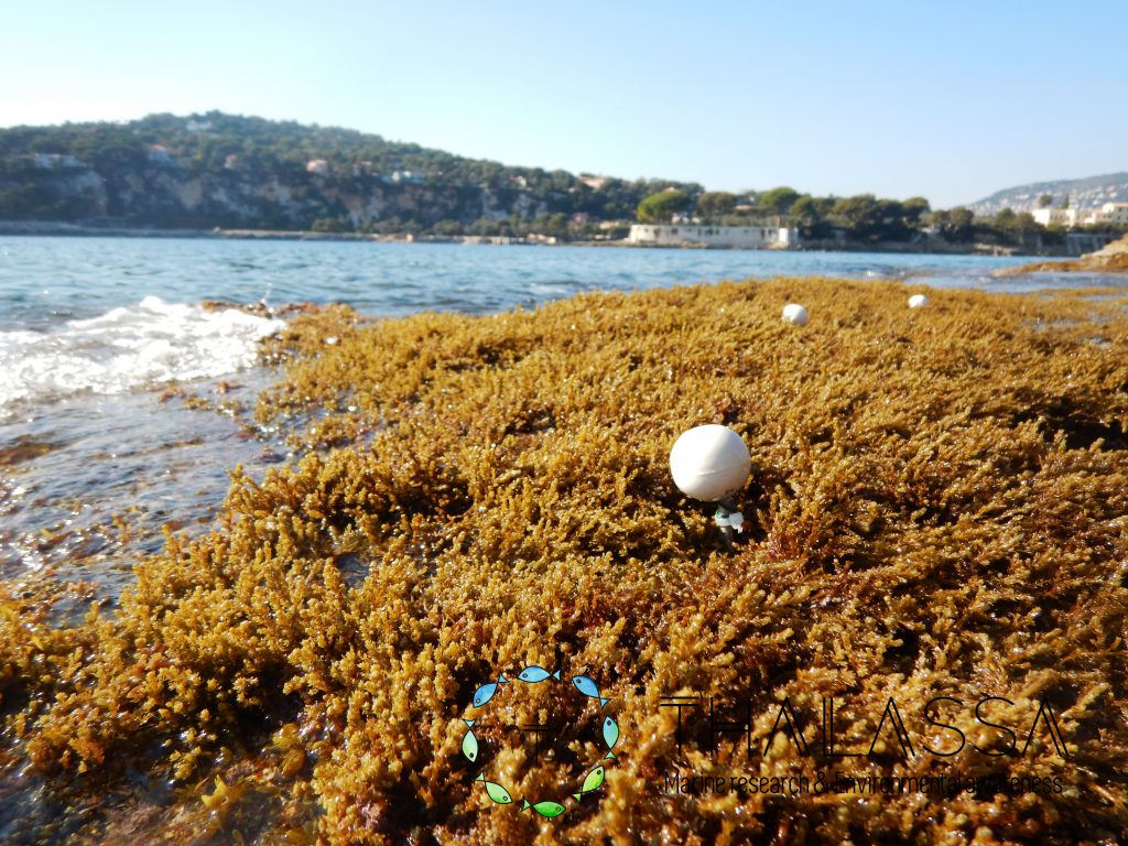 Projet Européen ABC2 : Etudes des assemblages benthiques dans la zone Natura 2000 de St-Jean-Cap-Ferrat (France)