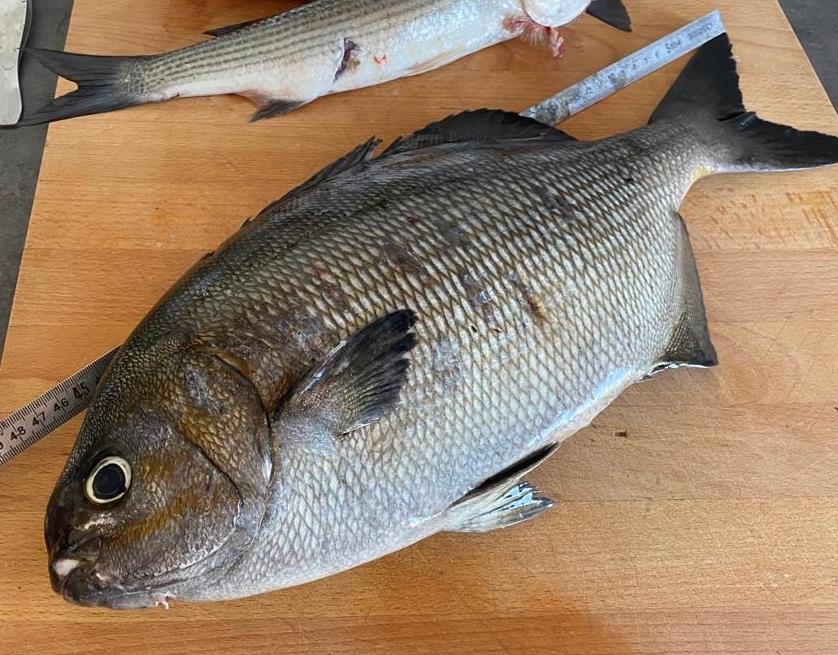 Publication scientifique d’une espèce rare en Méditerranée