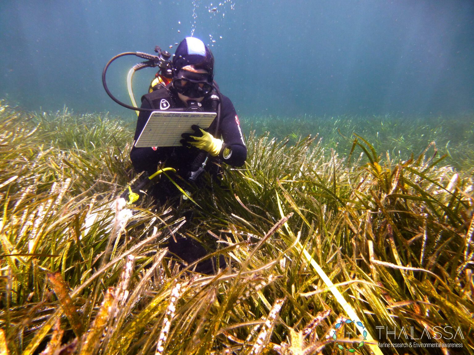 Etude des herbiers de Posidonia oceanica à Beaulieu-sur-Mer (France)