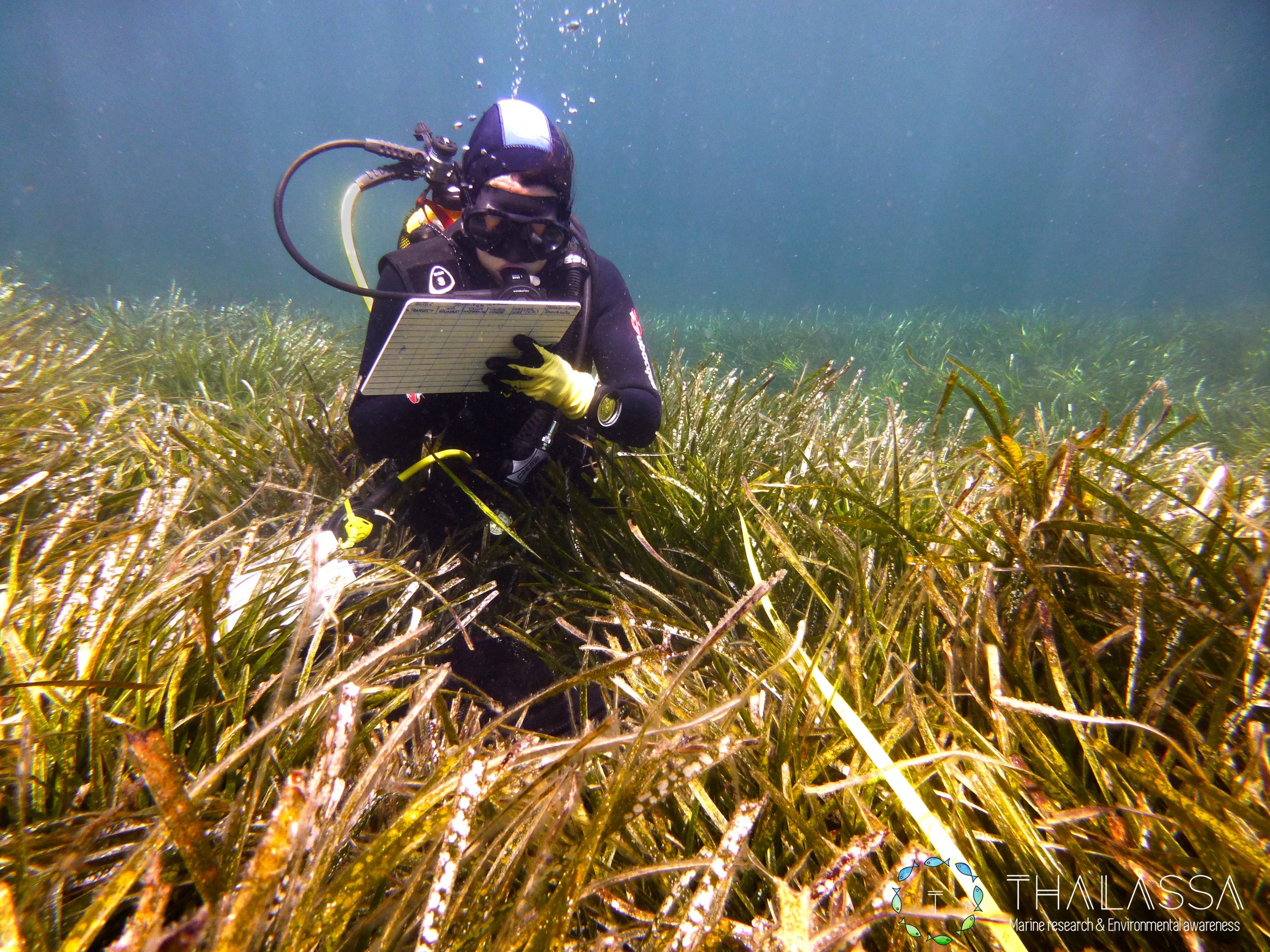 Etude des herbiers de Posidonia oceanica à Beaulieu-sur-Mer (France)