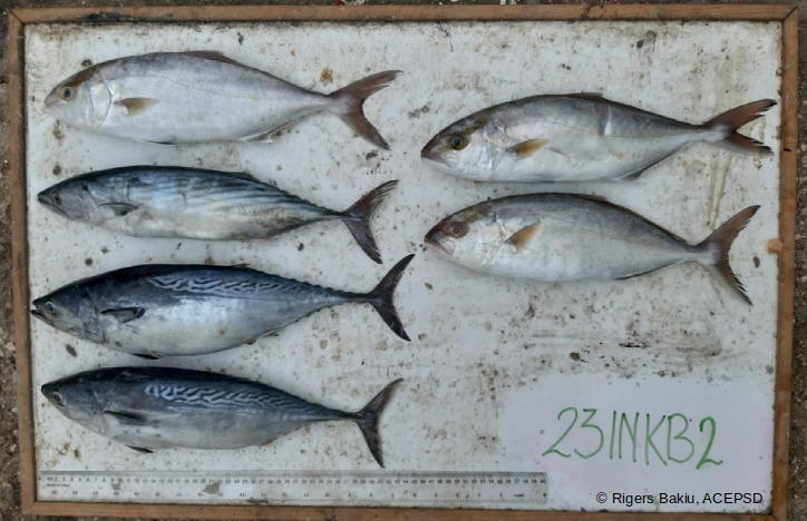 Suivi des débarquements de la pêche artisanale dans l’aire marine protégée de Karaburun-Sazan (Albanie)