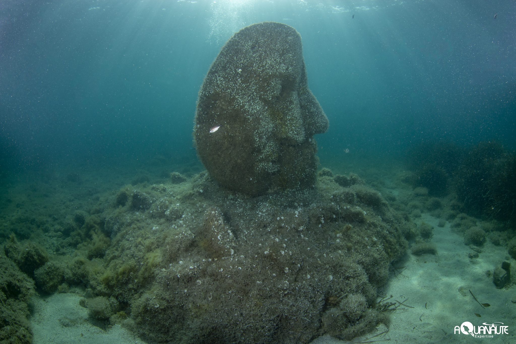 Suivi Écologique de l’Écomusée Sous-Marin de Cannes