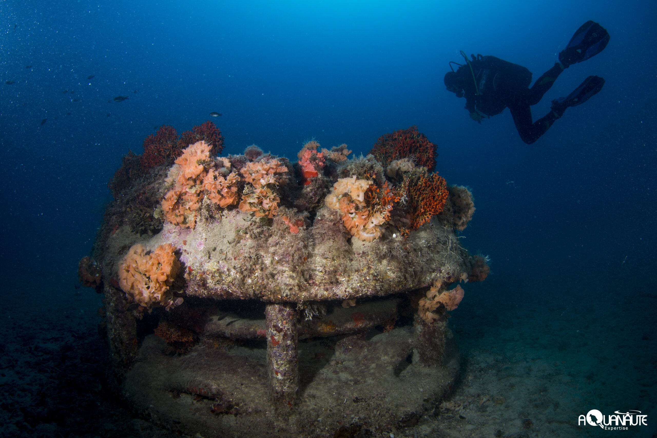 Aquanaute_MG_2393